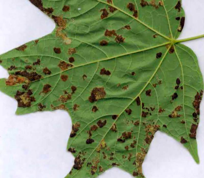 Answering Common Questions About Tree Diseases